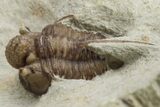 Scarce Cyphaspis Carrolli Trilobite - Oklahoma #226571-1